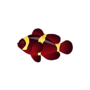 Maroon Clownfish